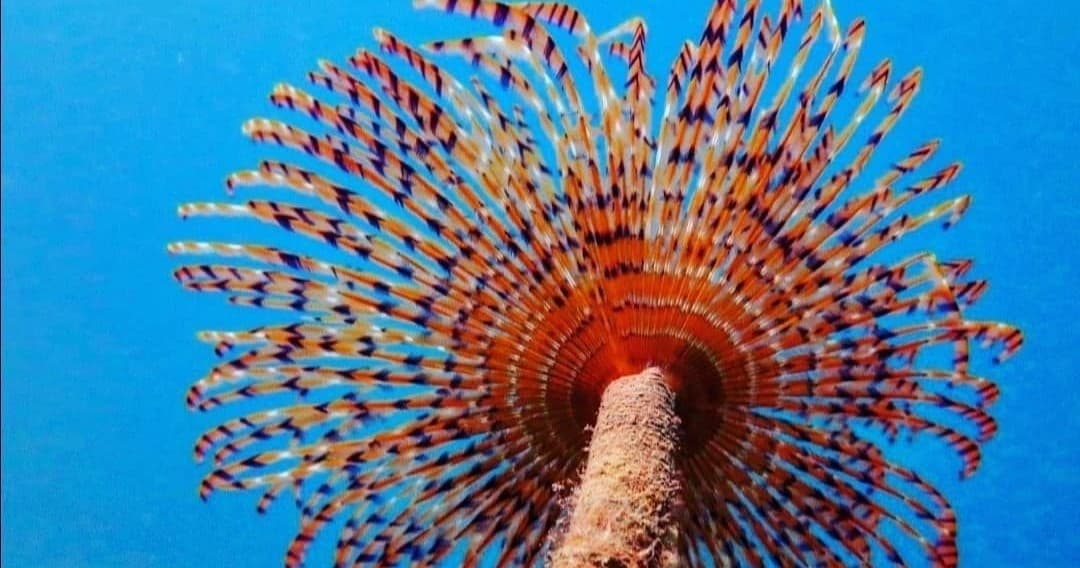 Chania Snorkeling tour at Theodorou island