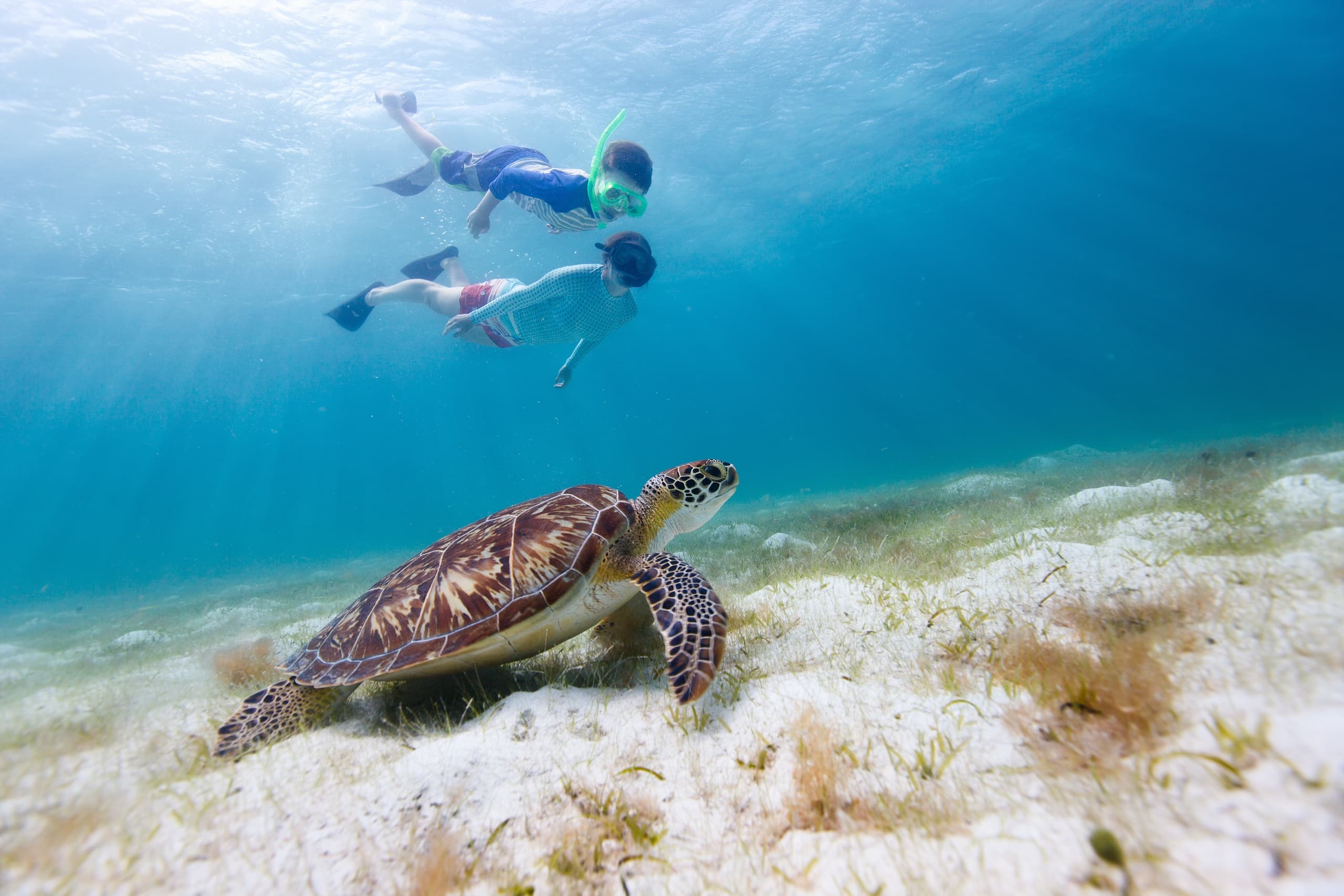 Turtle Canyon Snorkeling and Swim (Online Reservation)