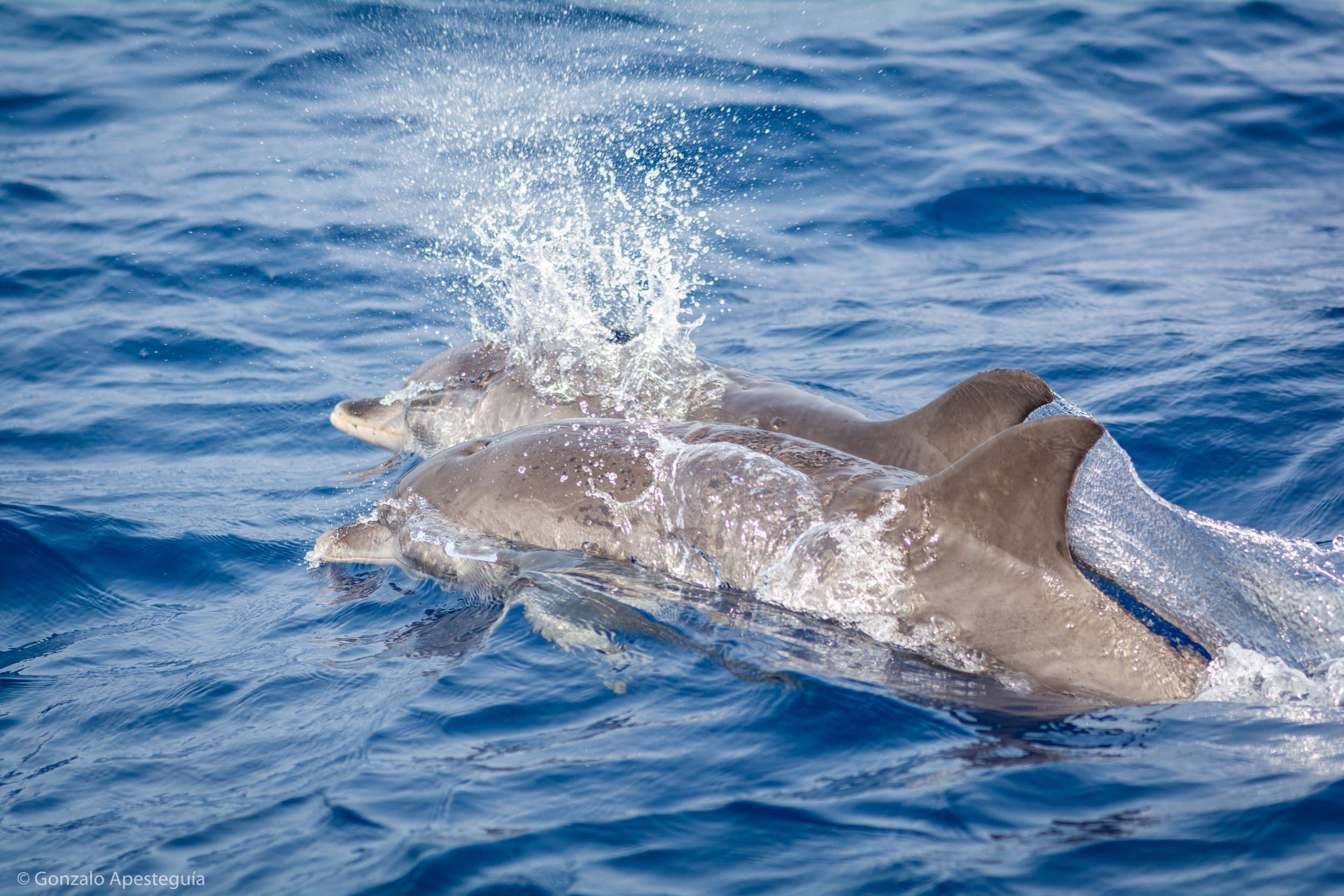 Denia Whale & Dolphin Observation (Shared Group Experience)