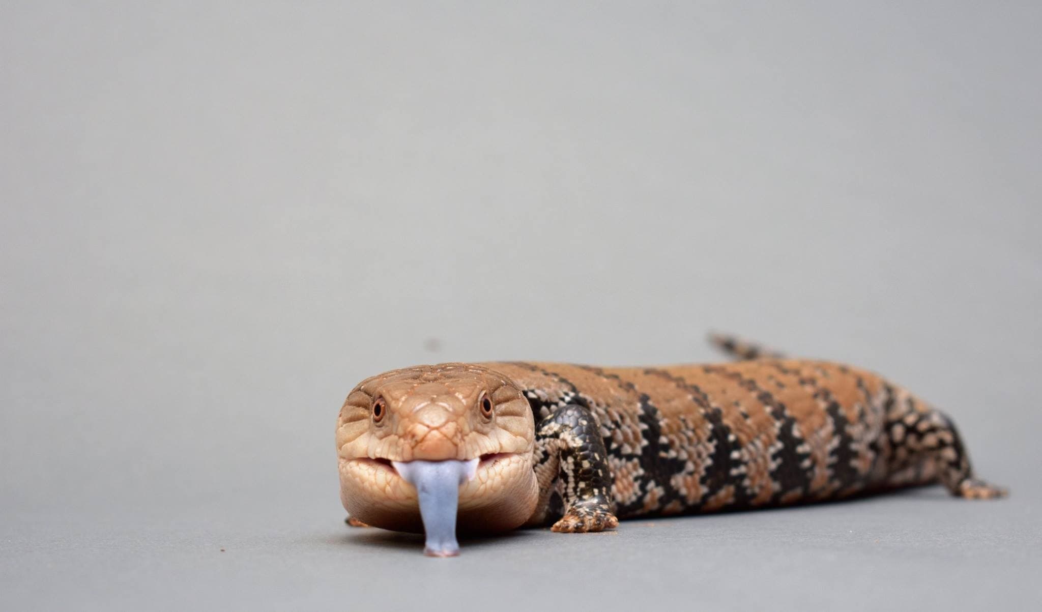 Reptile Meet and Greet