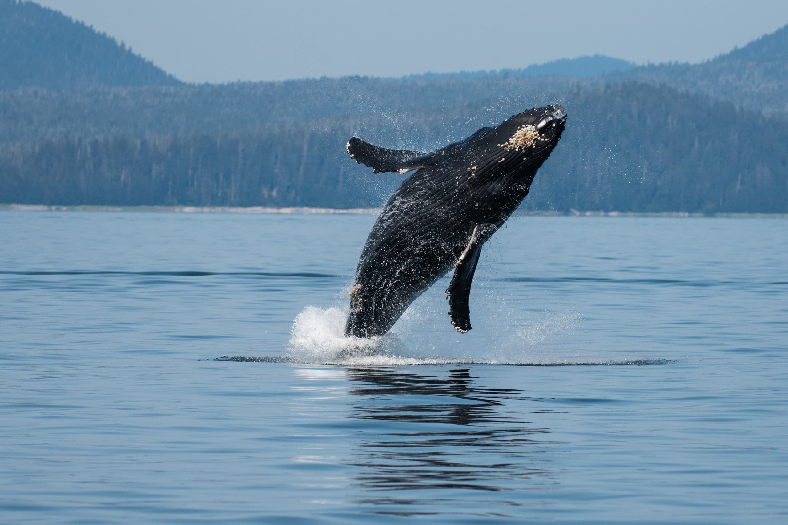2-Hour Quest Whale & Wildlife Tour