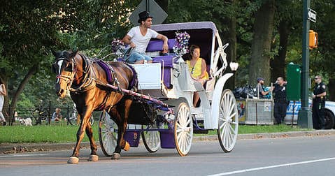 New York City Horse-Drawn Carriage Rides