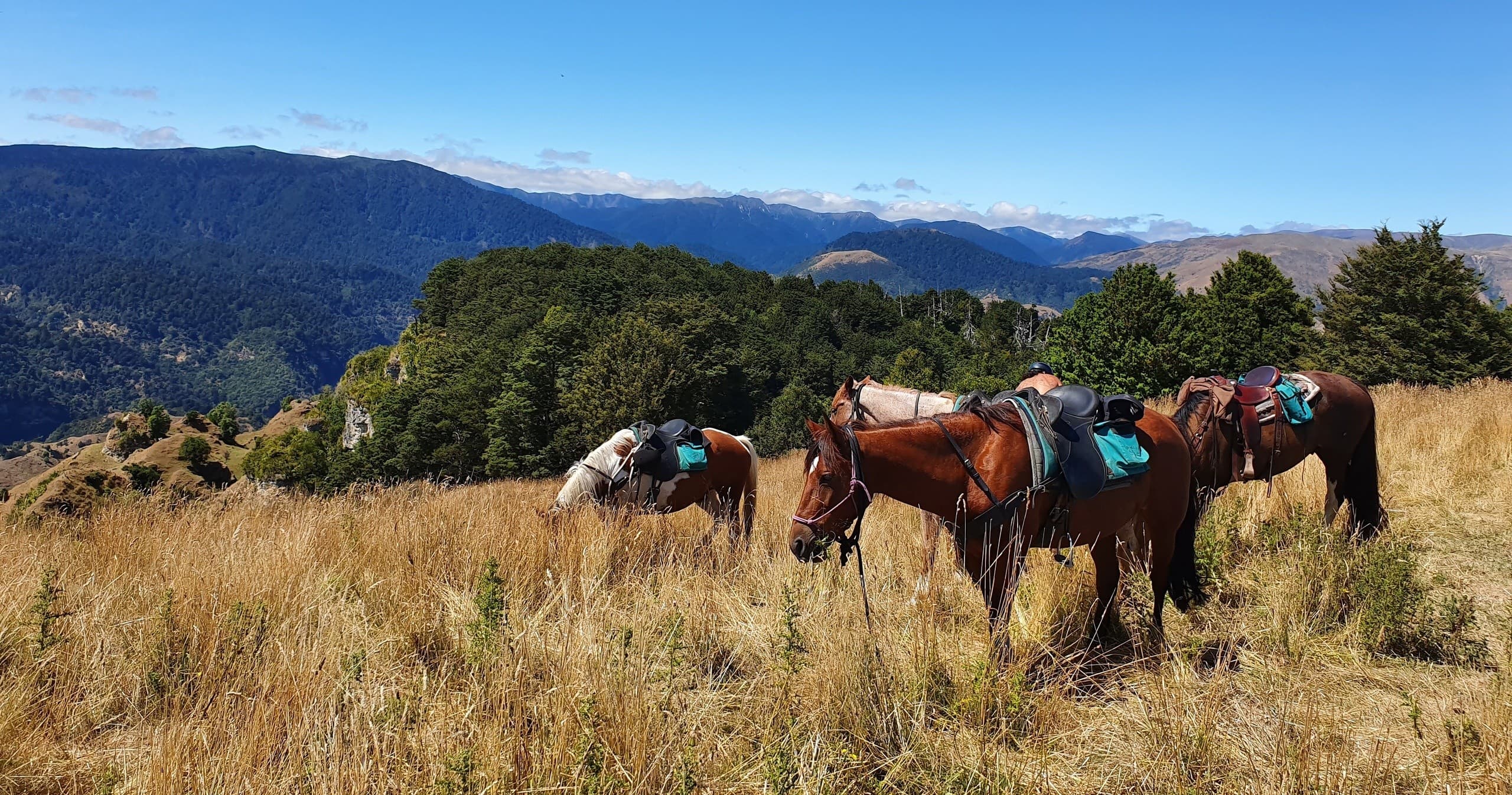 Home on the Range