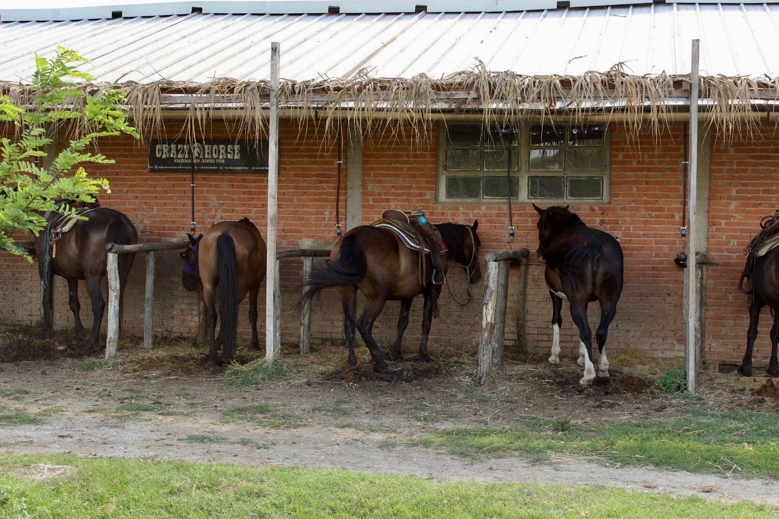 Horseback riding & Wine Tasting