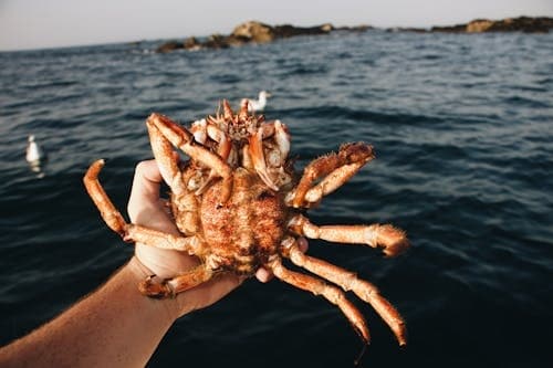 King Crab Fishing Experience