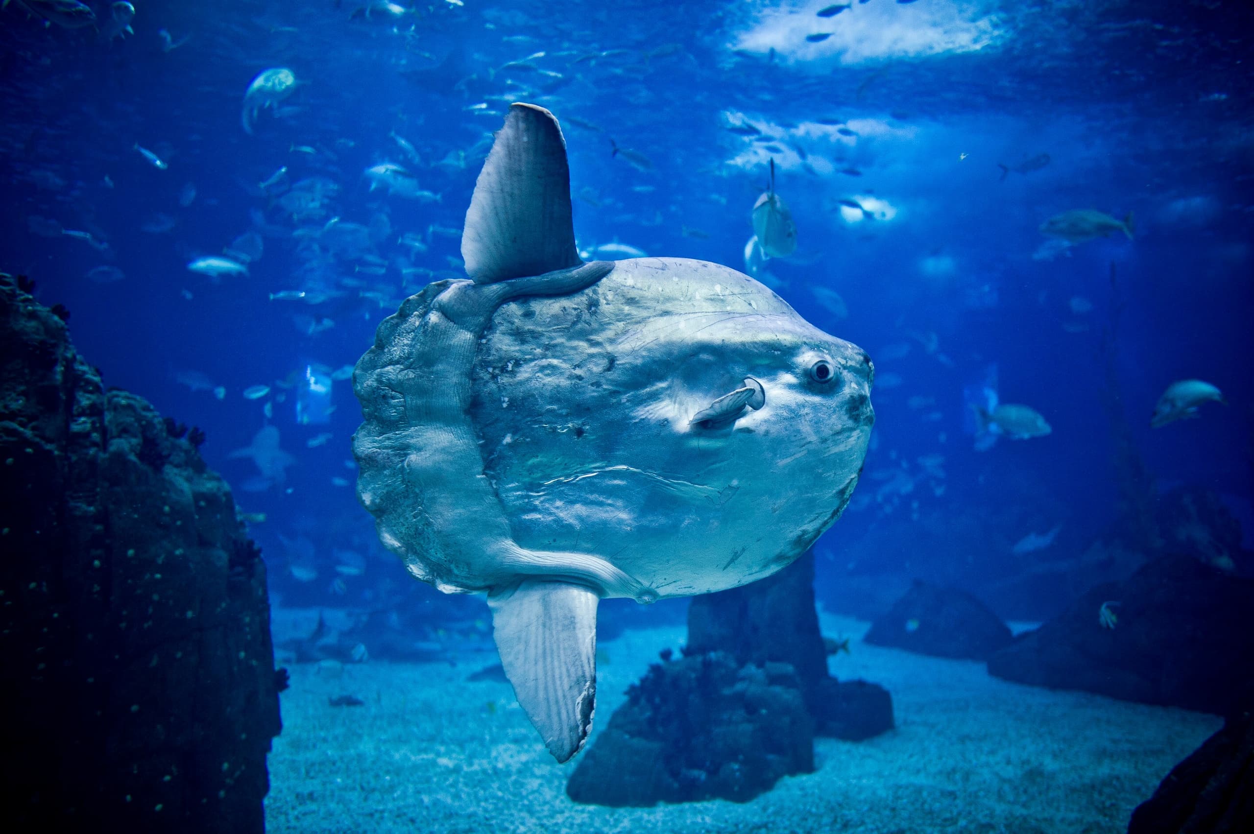 Classic + Oceanário