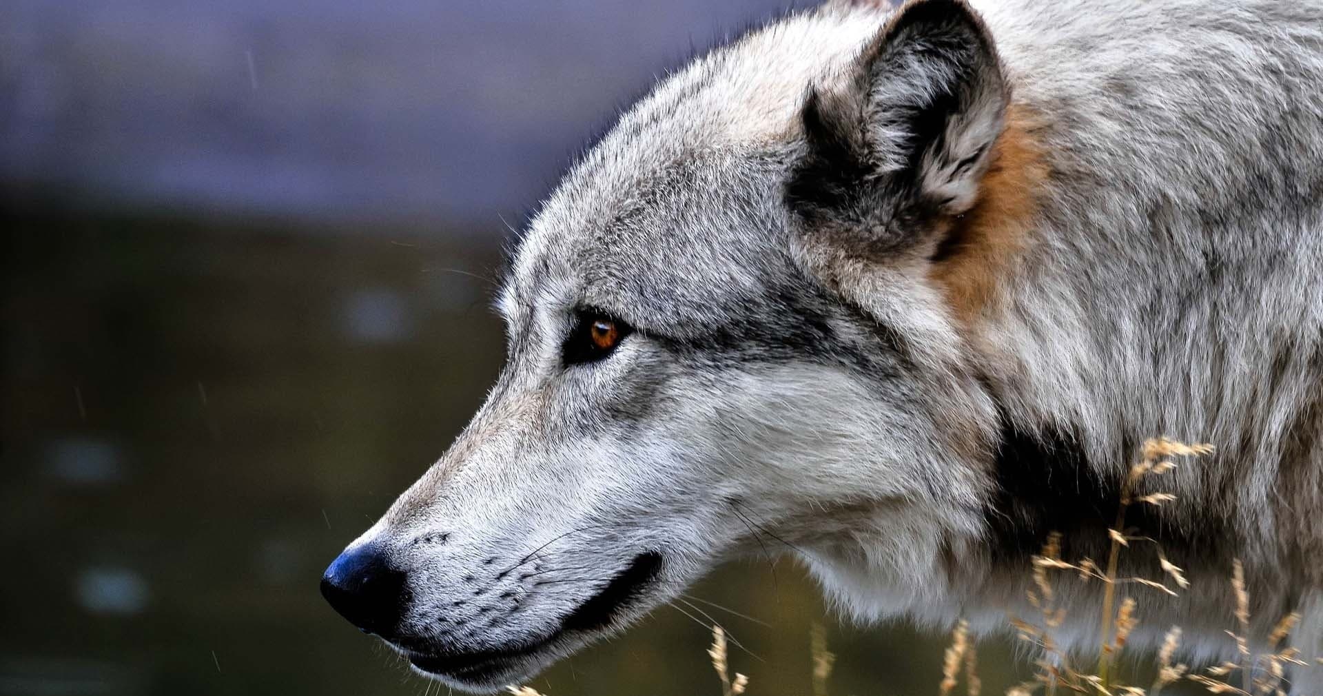 Private: Grand Teton / Yellowstone 4 Day / 3 Night Wildlife Tour