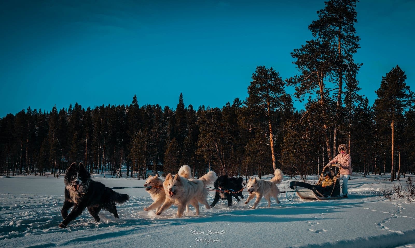Traineau à chien 2H