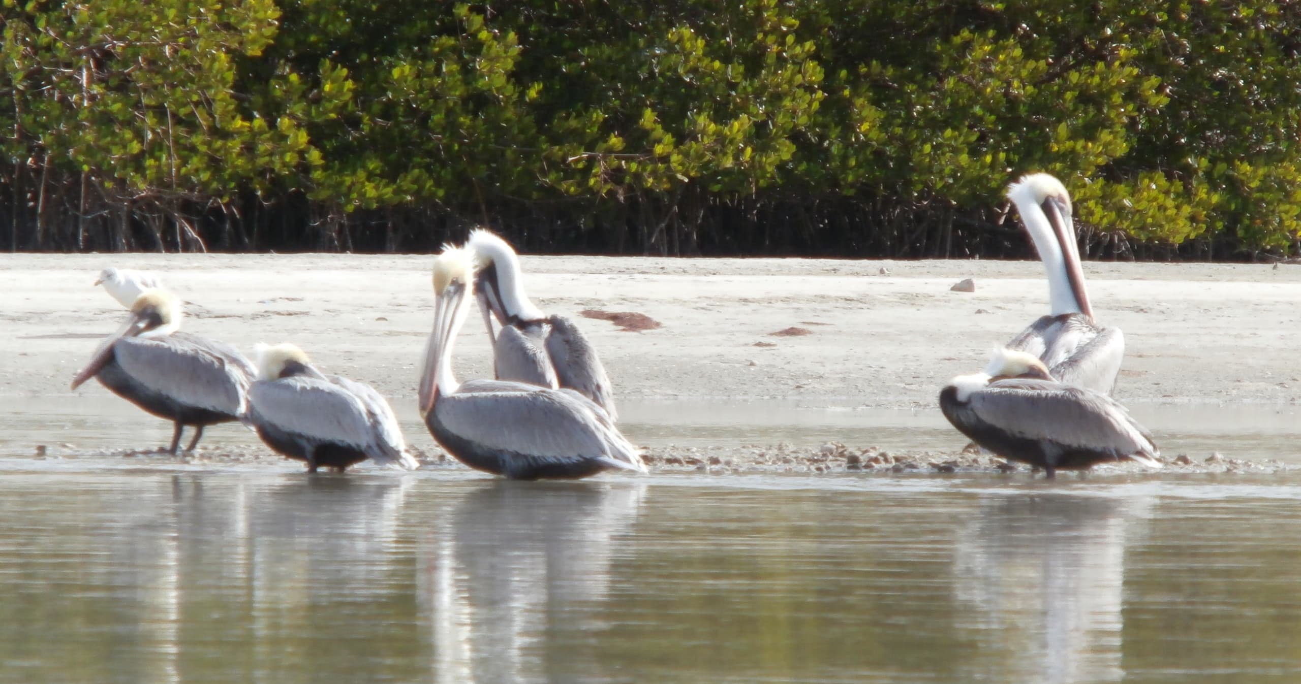 Estero Bay Aquatic Preserve Kayak Tour from New Pass