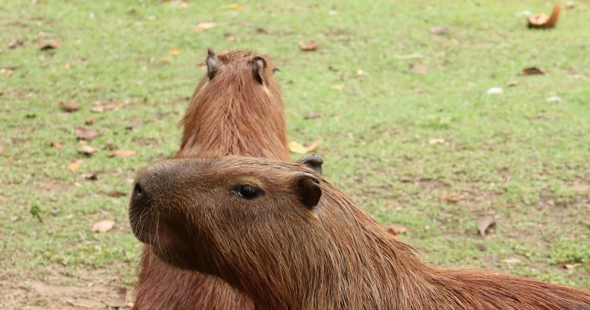 Capybara Experience