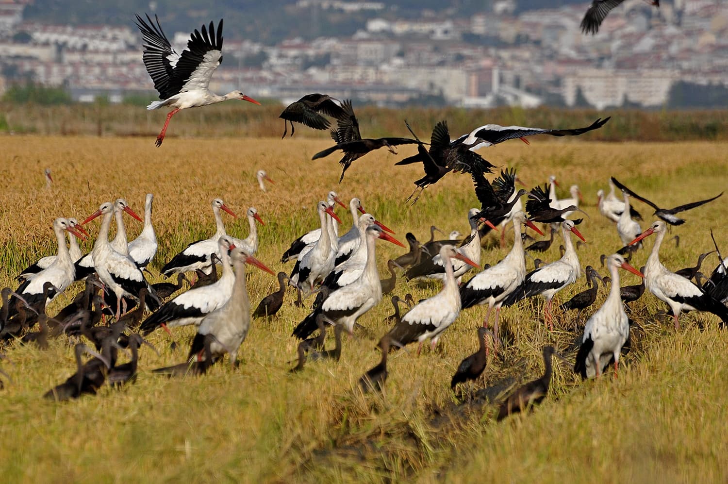 Tour na Lezíria: Dos Arrozais ao Estuário