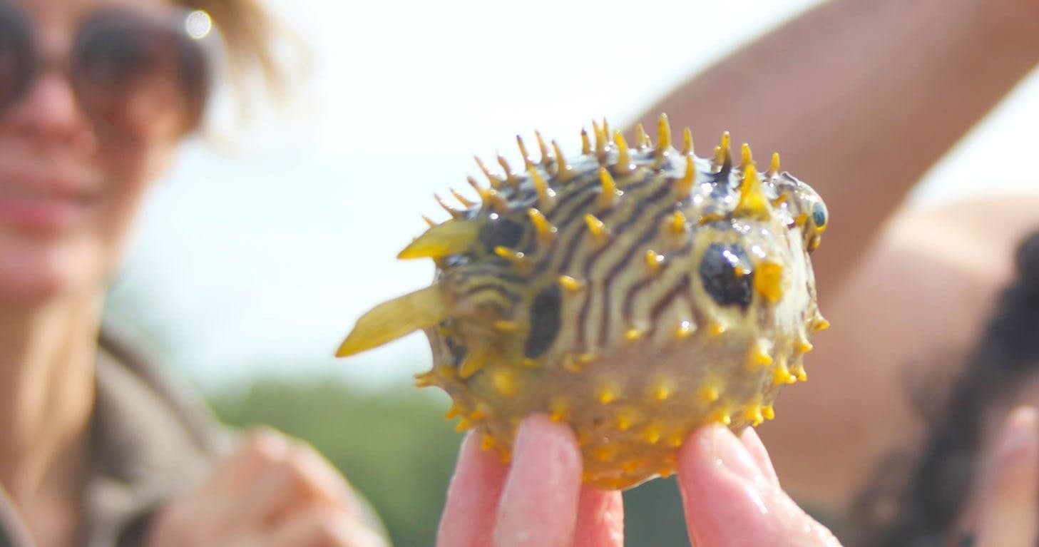 Sea Life Encounter Excursion