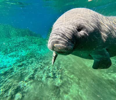 Manatee Tours