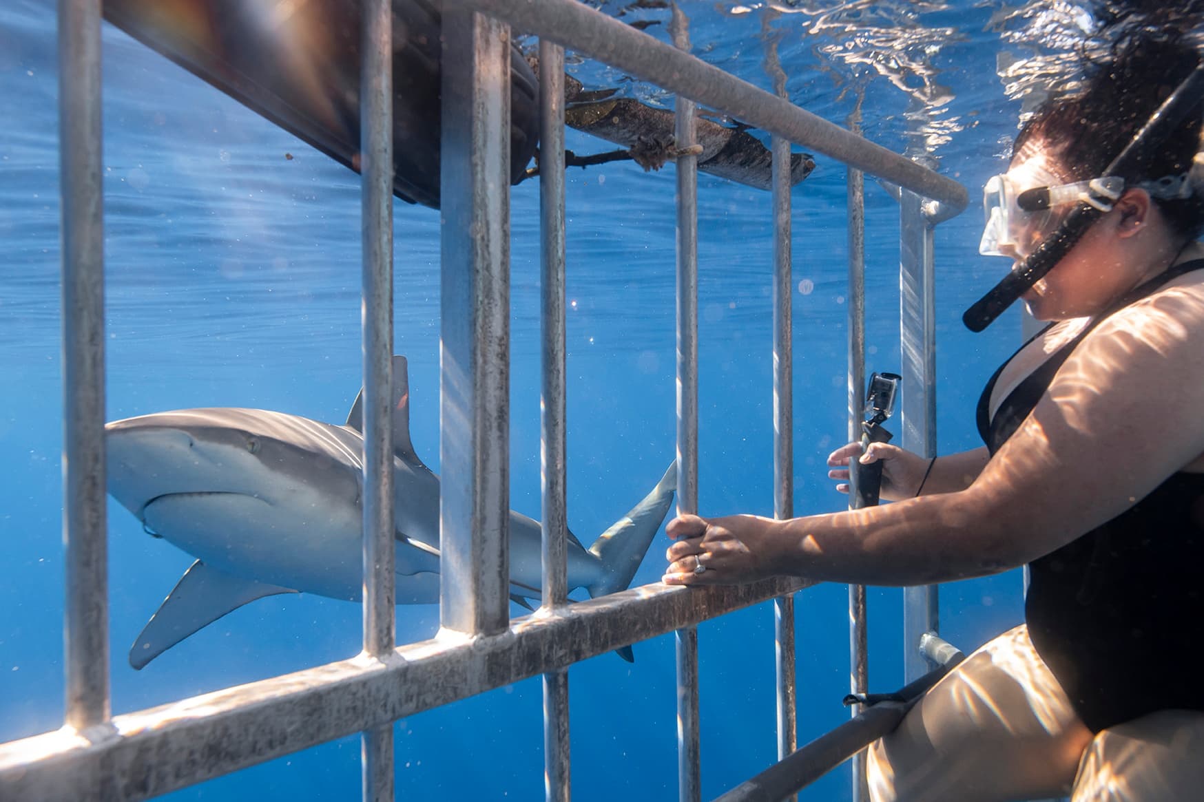 Shark Cage Tour Photos