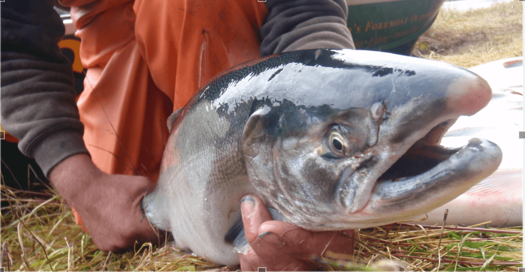 Salmon River Fishing