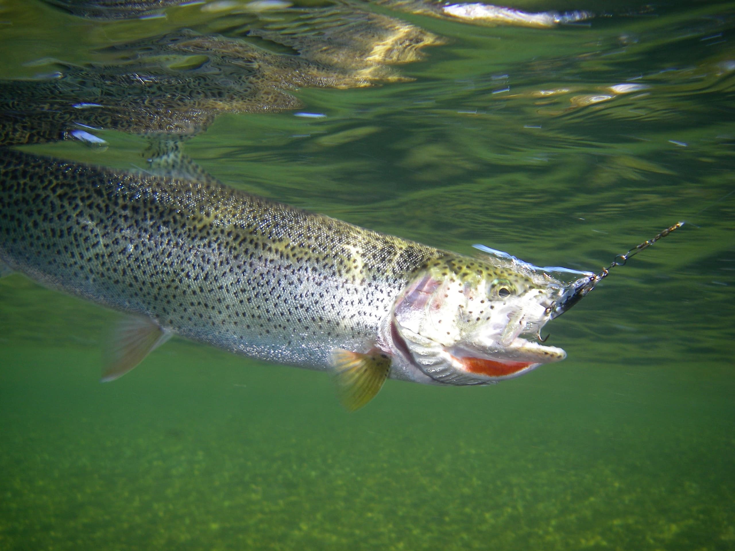 Stream Fishing Charter