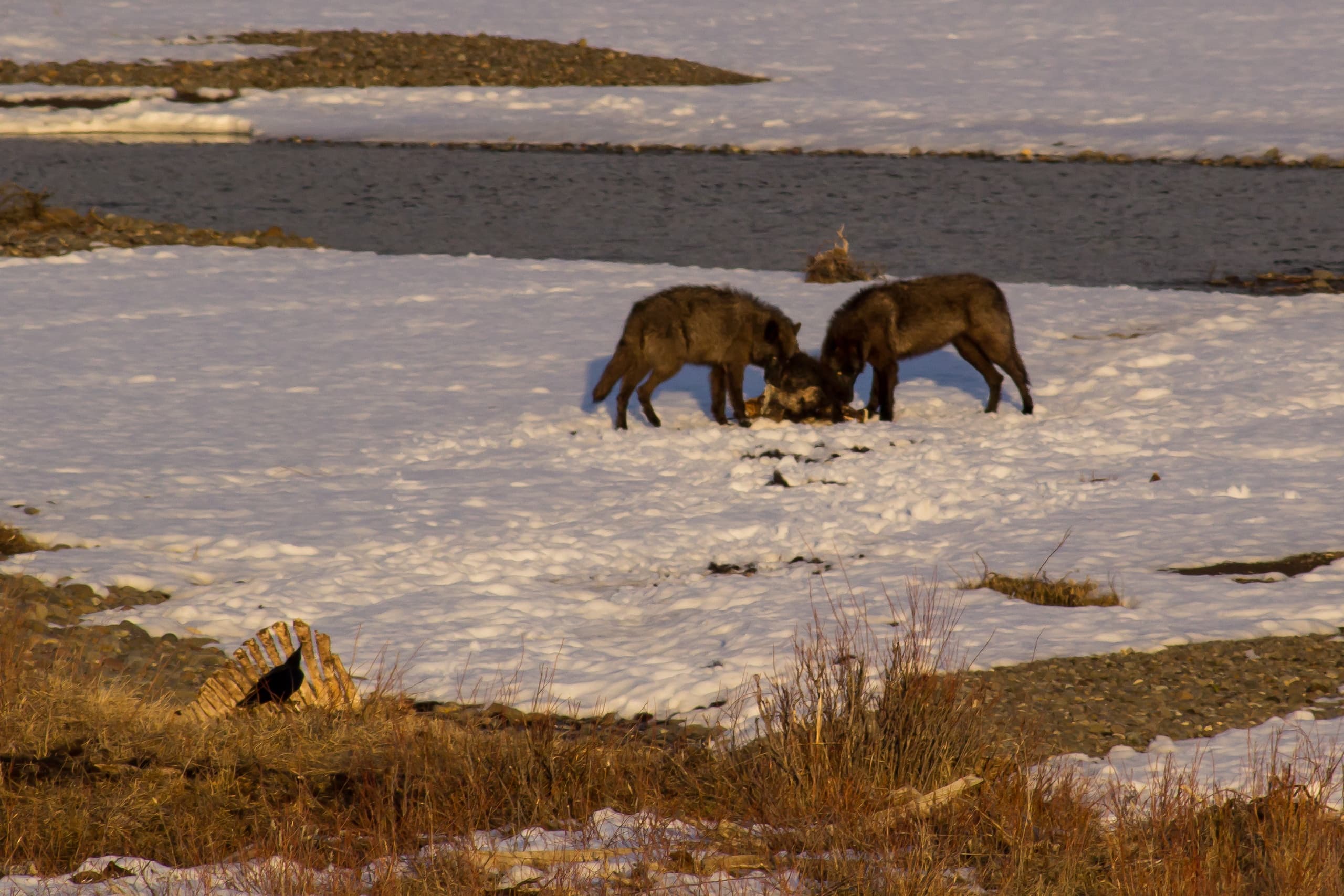 Lamar Valley Winter Wolves & Wildlife