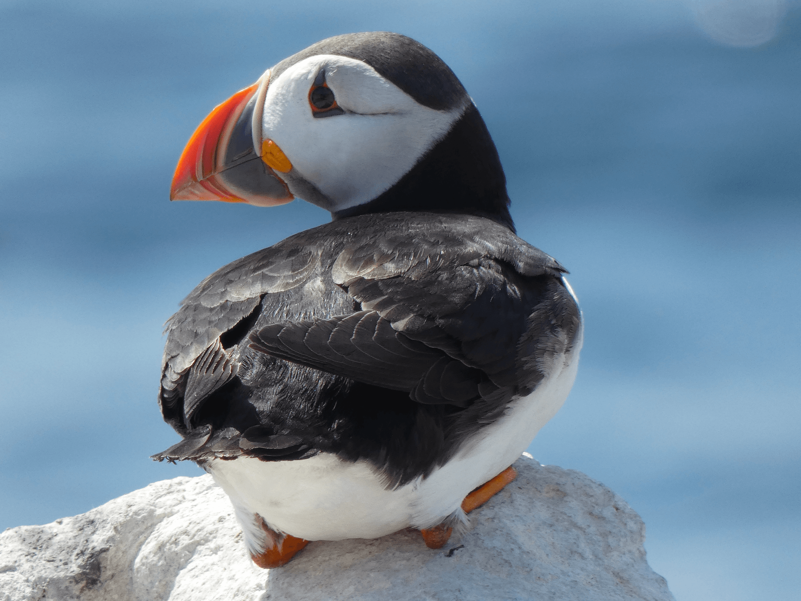 Inner Farne landing Boat Trip
