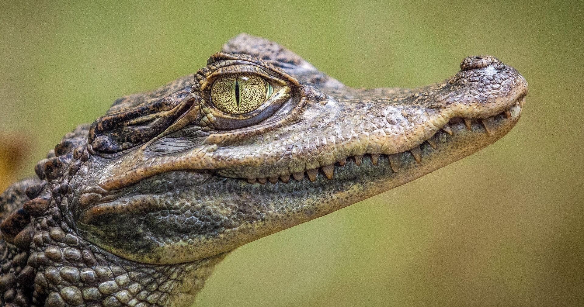 Everglades Airboat & Wildlife Show - meet in the Everglades