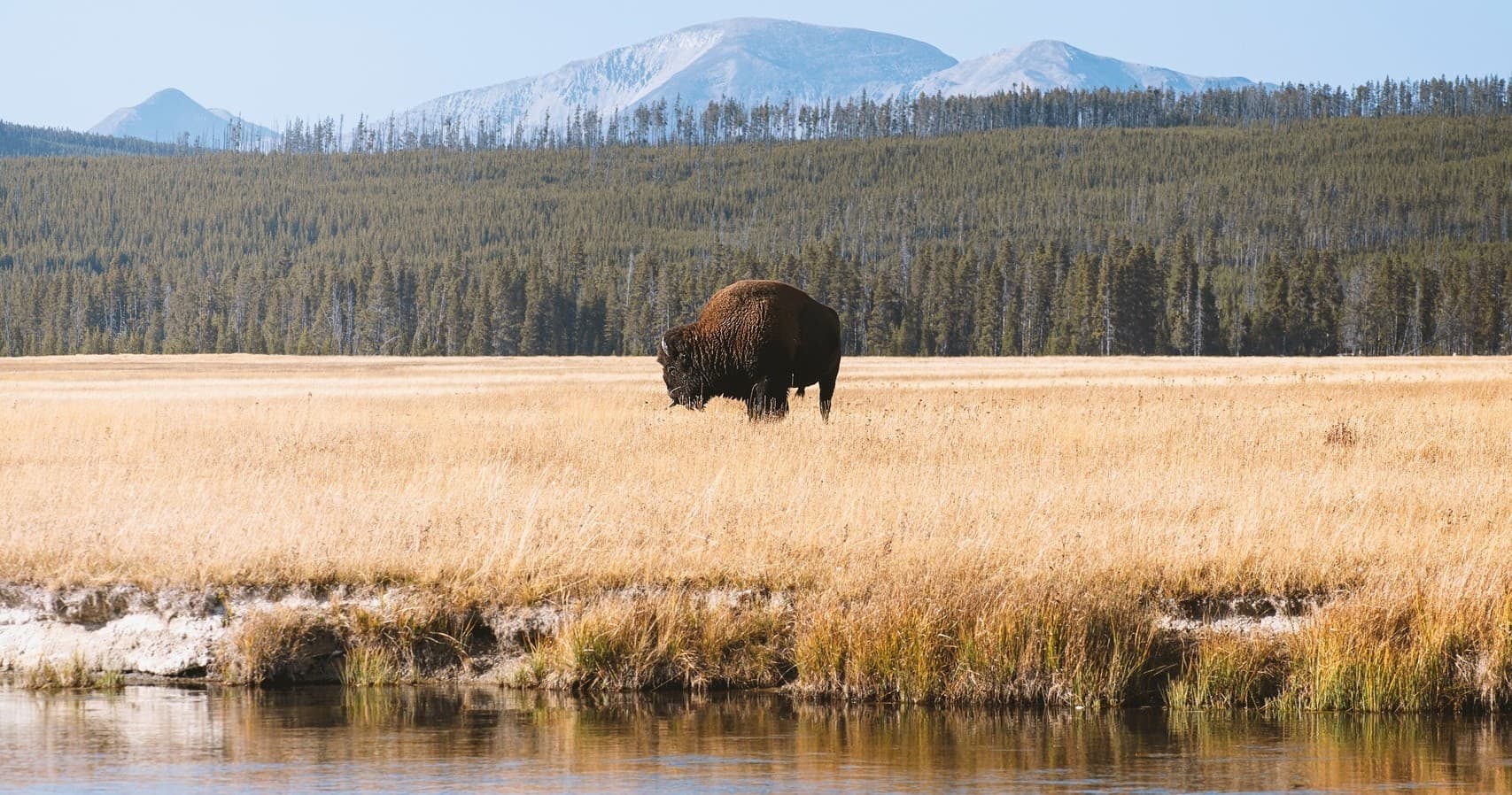 Full-Day Wildlife Hiking Adventure in Yellowstone with Lunch