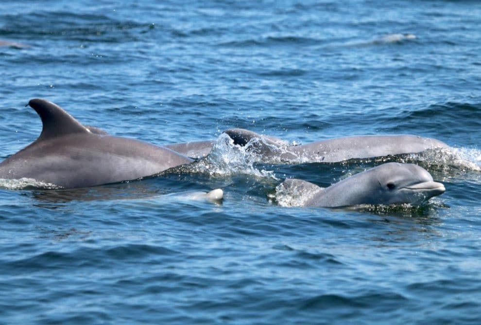 Private Dolphin & Snorkeling Tour