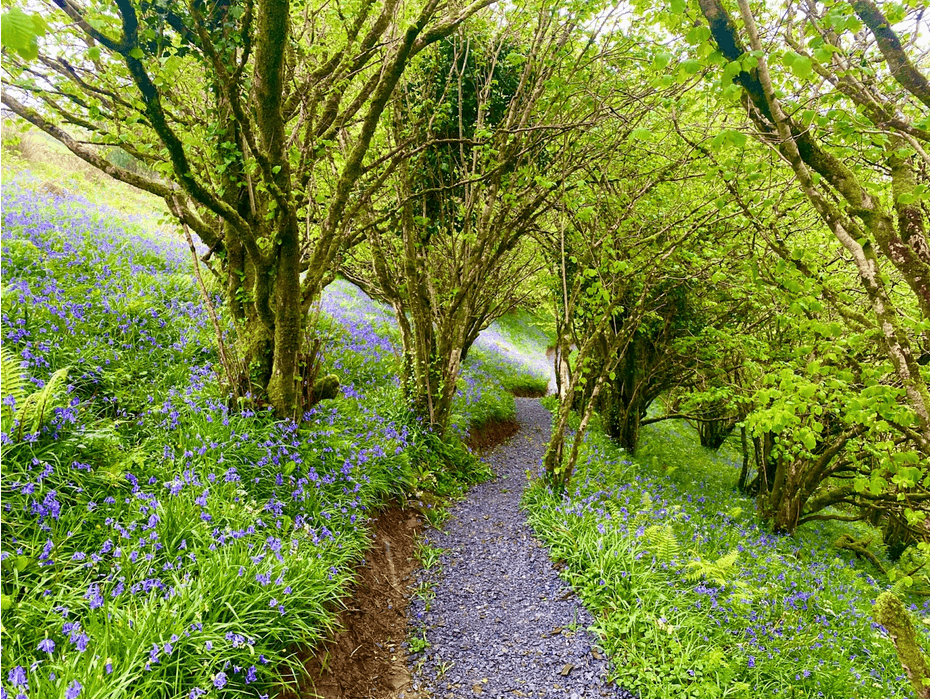 The Sherwood Forest of Munster