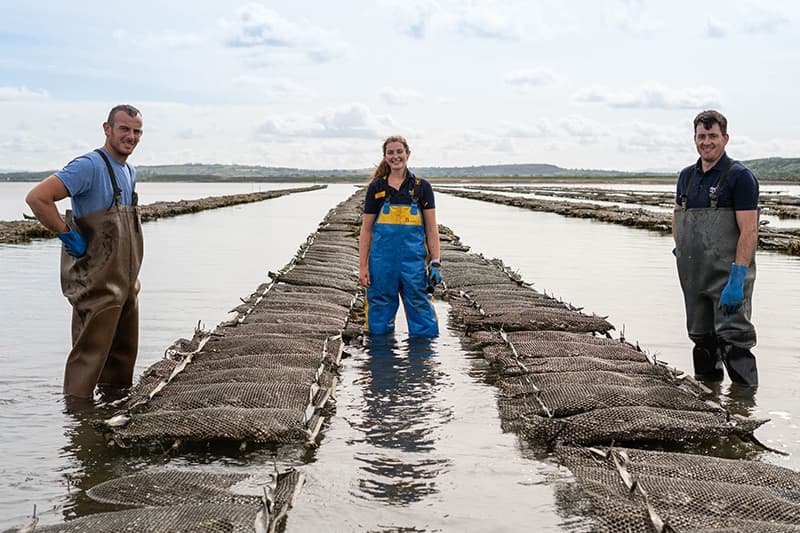 Oyster Farm Tour & Tasting Kerry