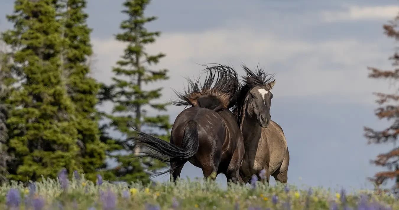 Wild Horse Island Tour