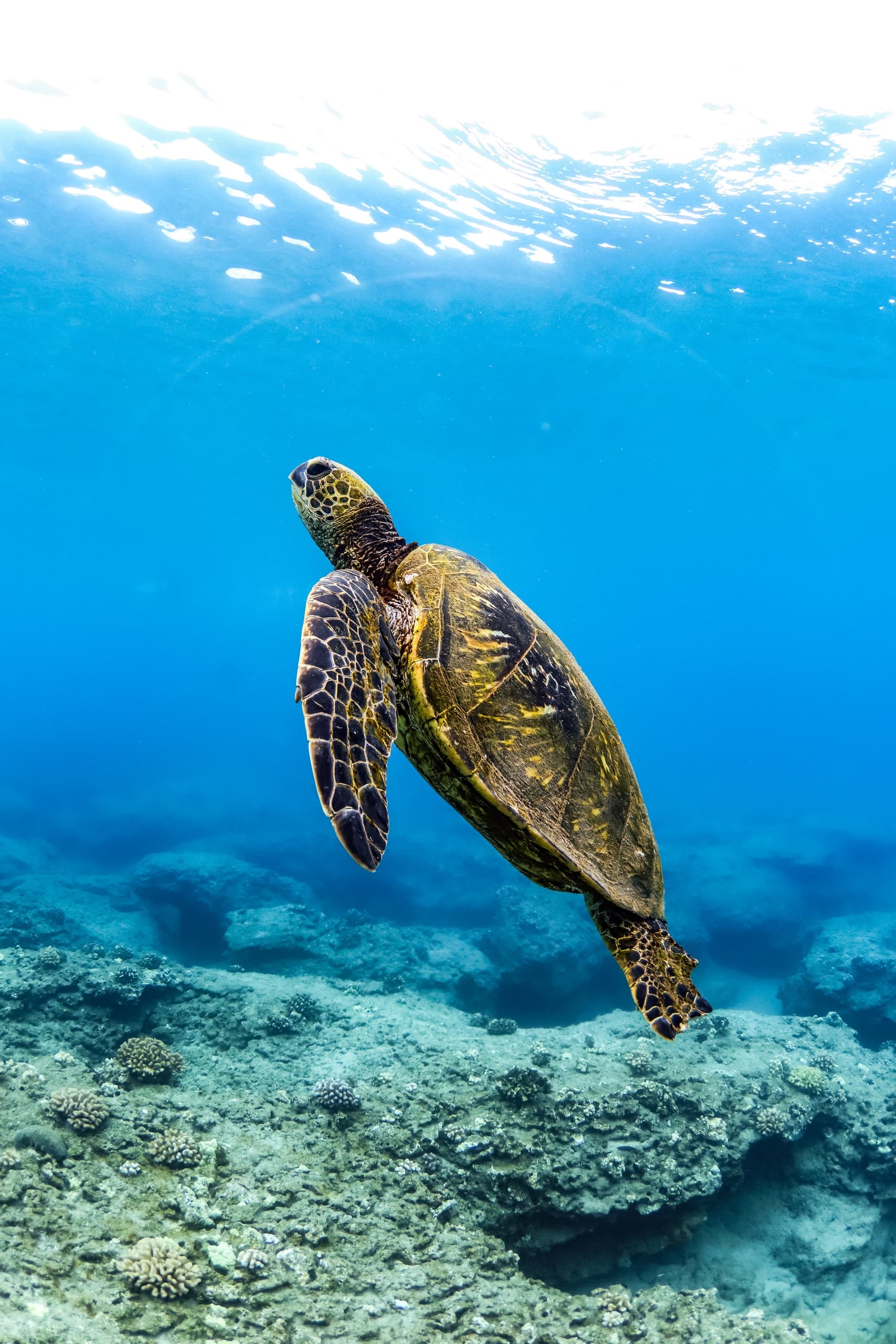 Morning Snorkel Adventure