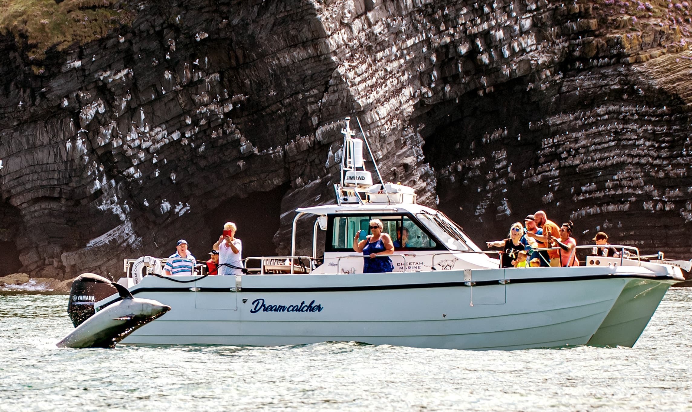 Private Charter (12 pax) on Dreamcatcher - Dolphin and Wildlife Spotting Trip
