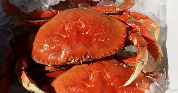 Crabbing Full Day