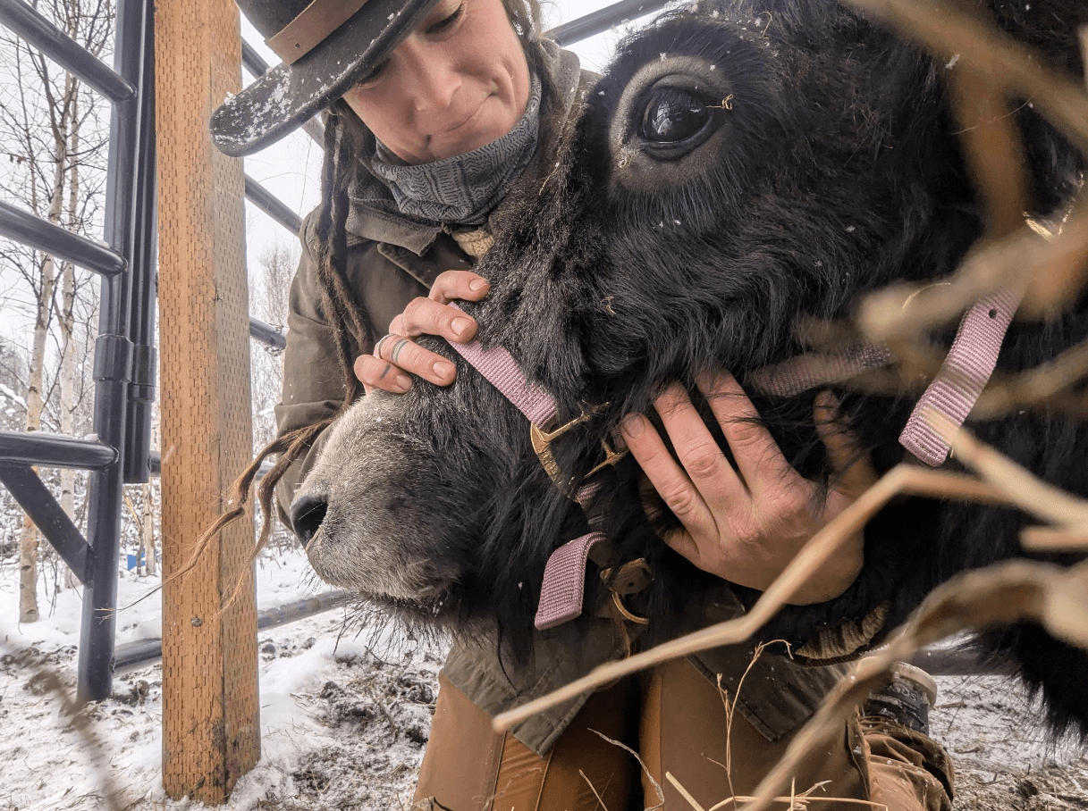 Yaks & Tracks Tour