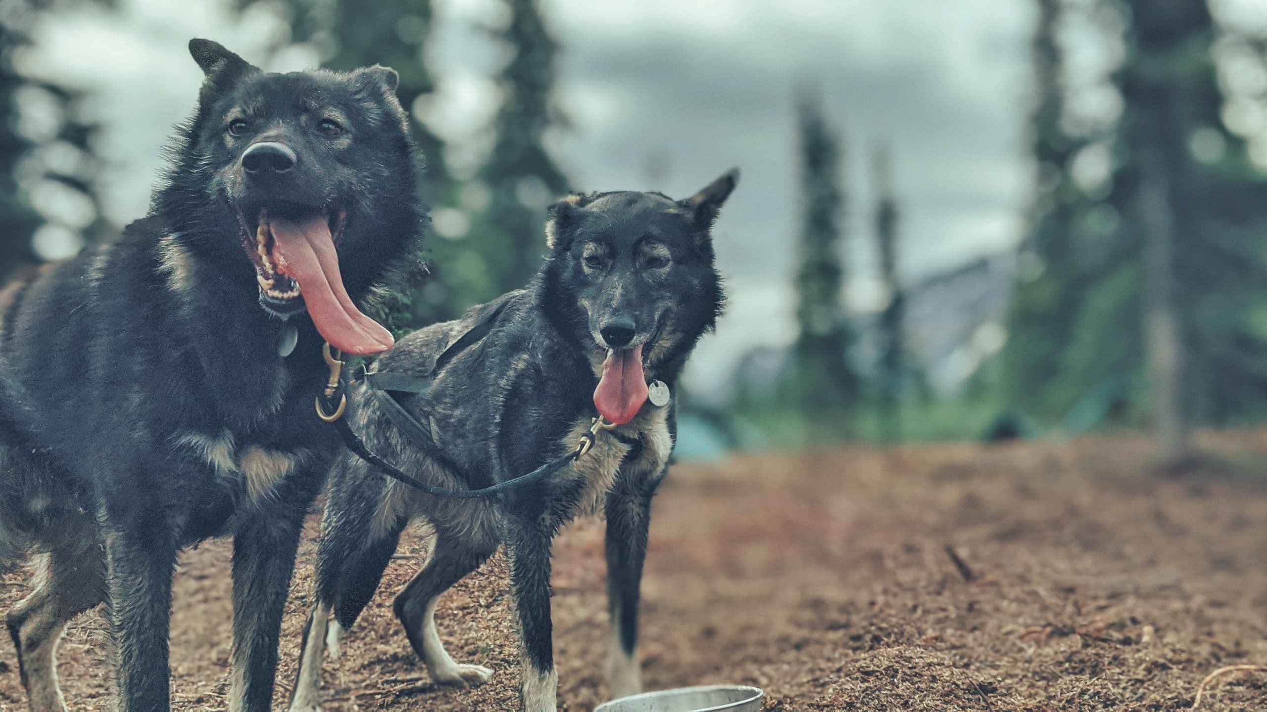 Summer Sled Dog Ride & Kennel Tour