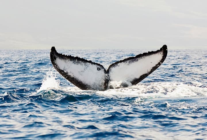 Whale Wonders
