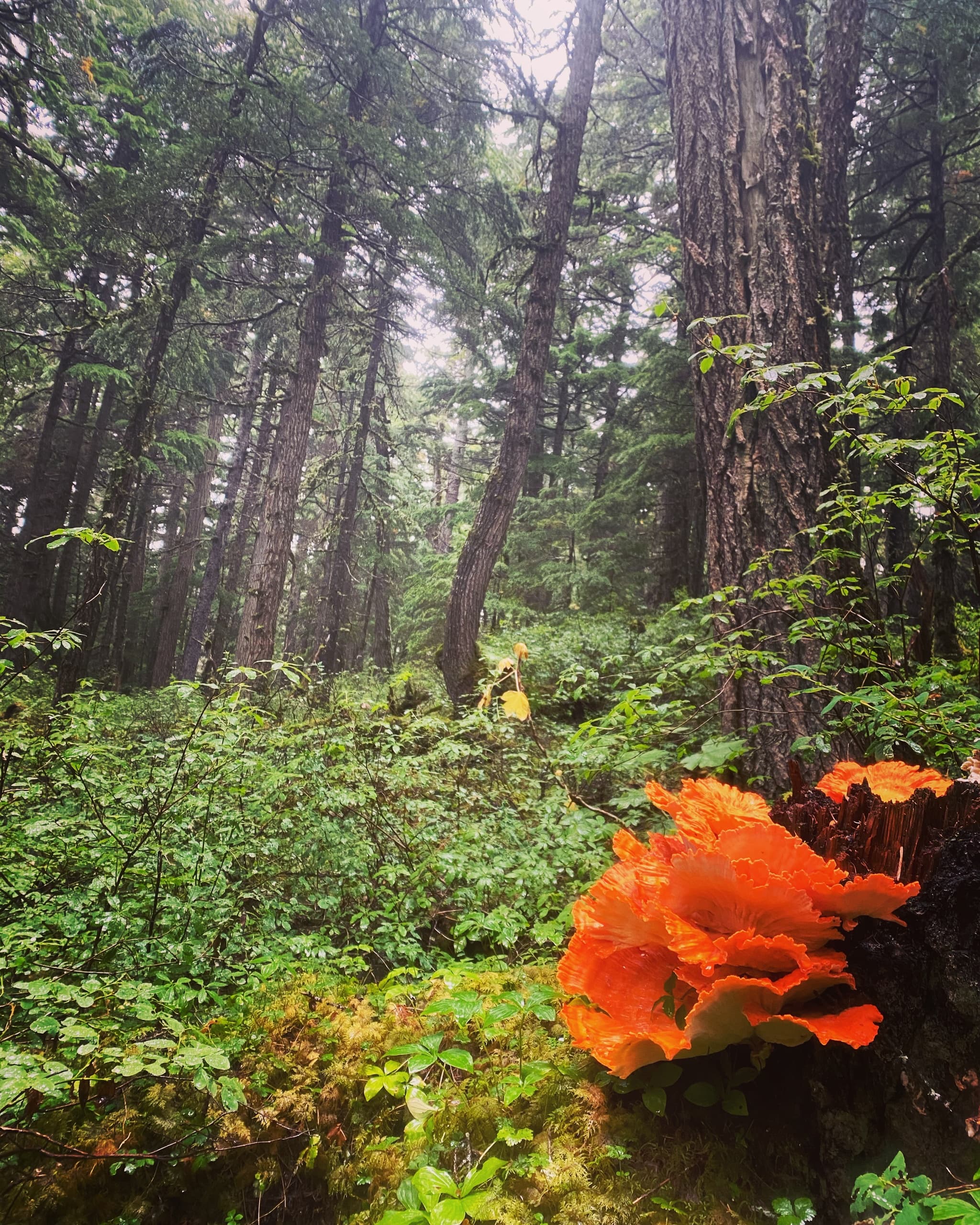 Chugach Hiking