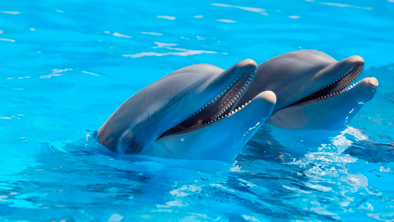Dolphin Tour/Cruise