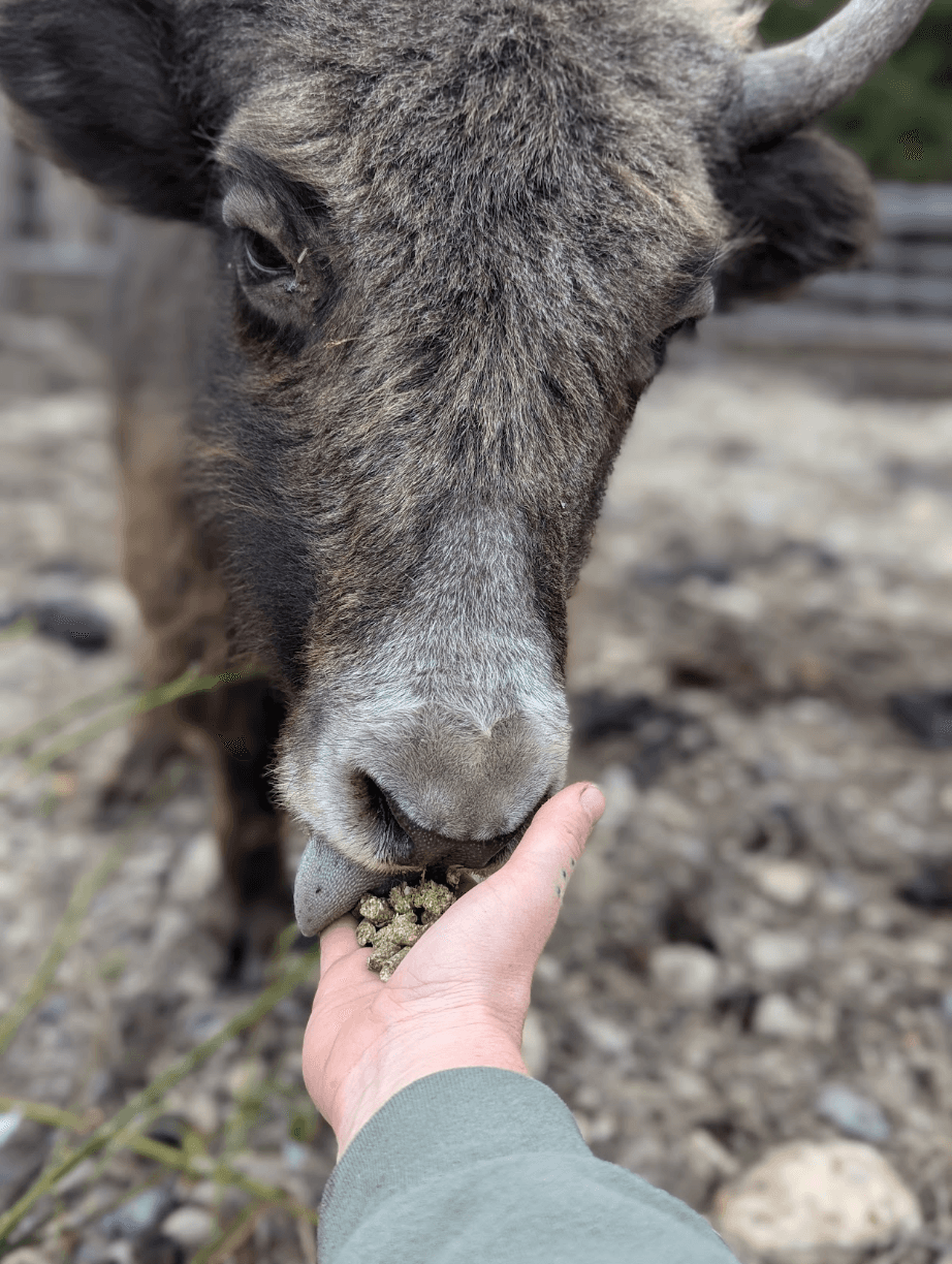 Just Yaks