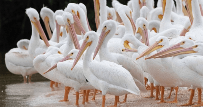 PRIVATE Dolphin, Birding, and Shelling Tour