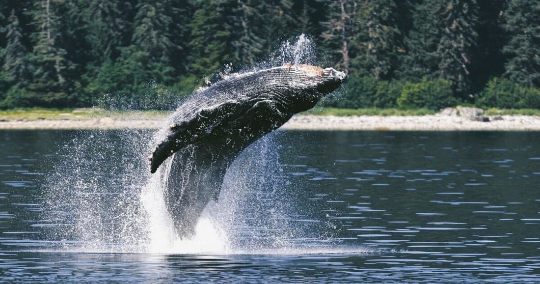 Whale Watching Cruise with Beach Landing