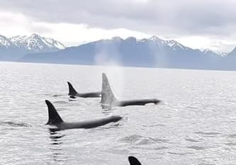 Wildlife Tour