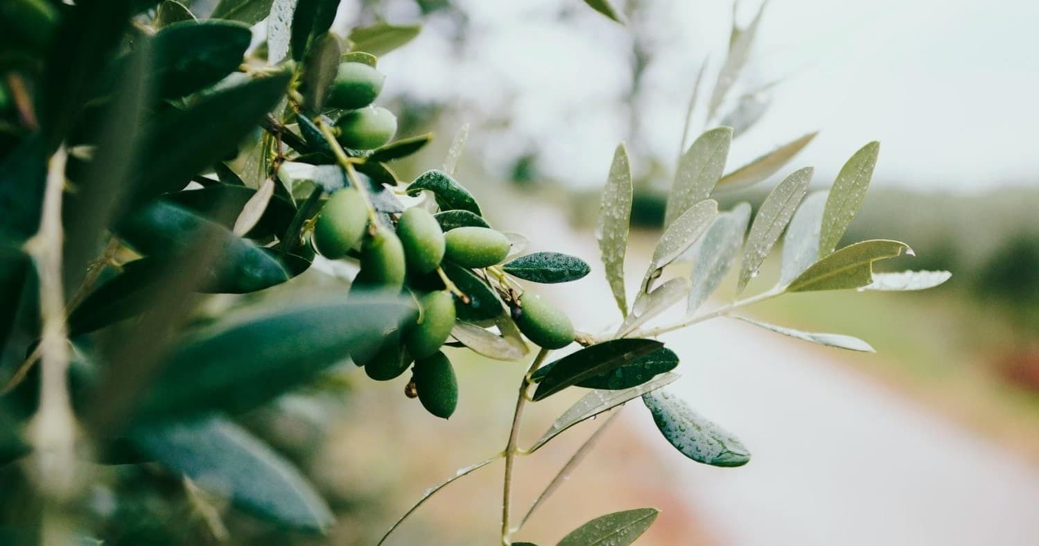 Nafplion: Olive Oil Tasting & Anc.Epidavros Tour