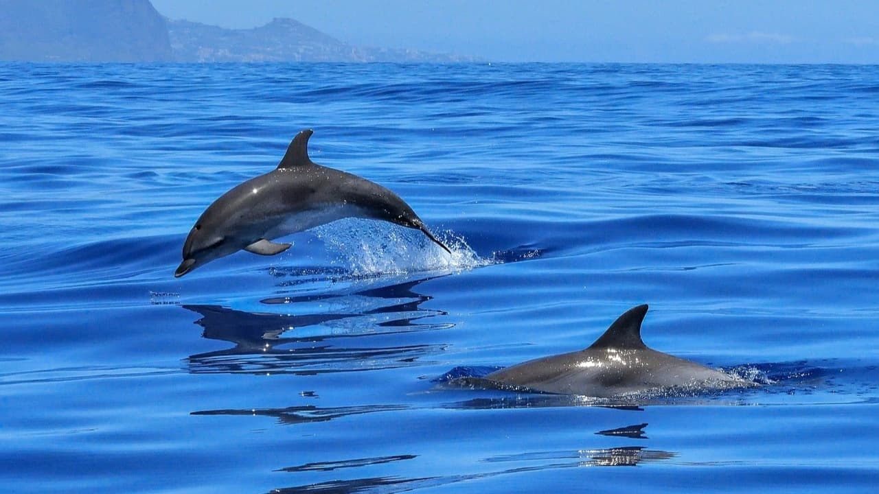 Setúbal Private Tour - Dolphin Watching