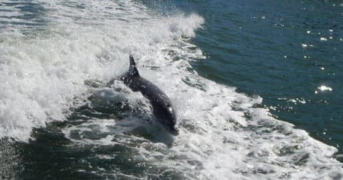 Three Hour Dolphins and Beginners Snorkeling Adventure