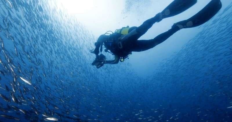 Daily Dive Trips (for certified divers)