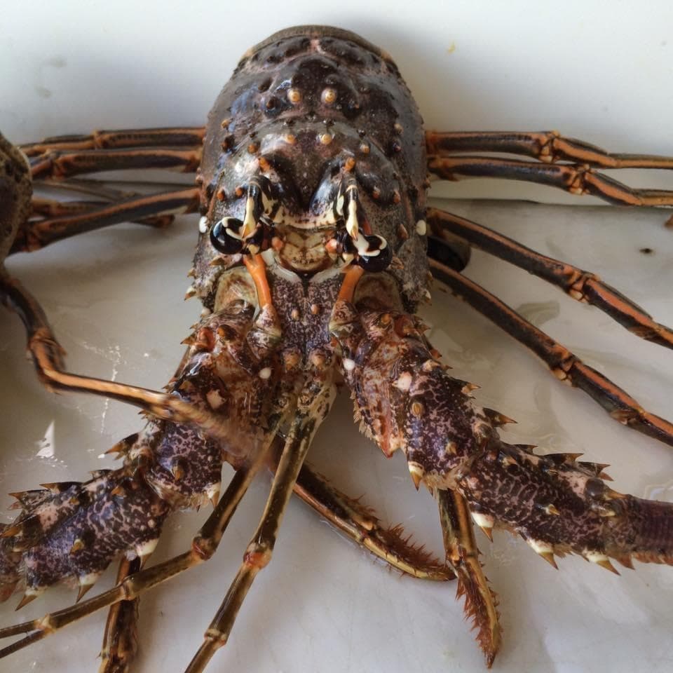 Lobstering Adventure