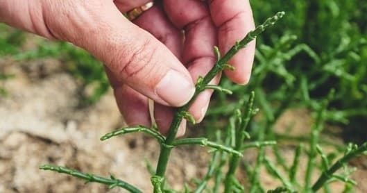 Salicornia Farm Experience