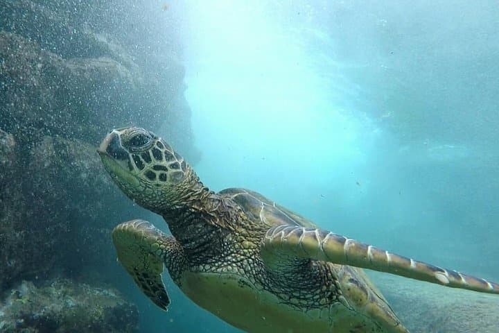 Ultimate Ocean Encounter-OE1