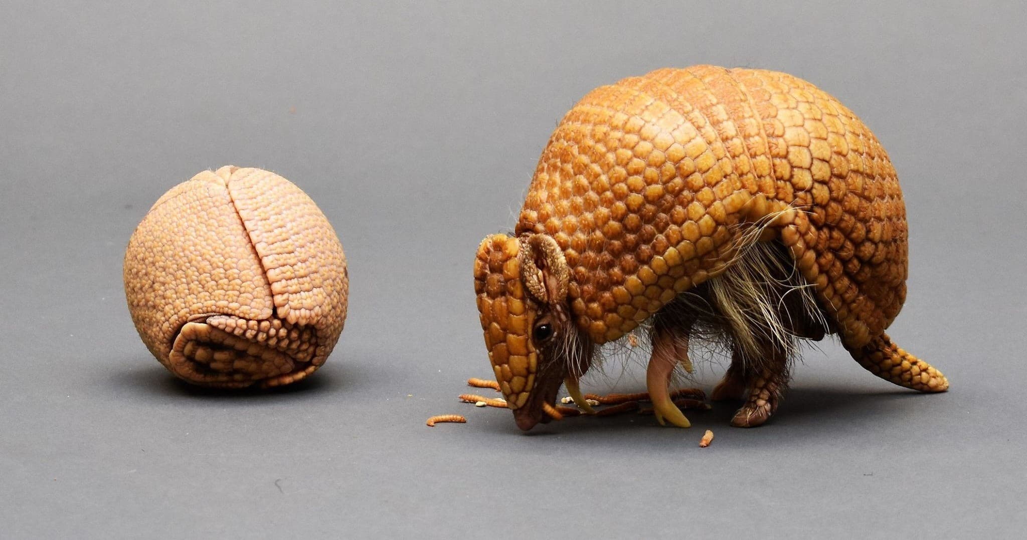 Armadillo Meet and Greet