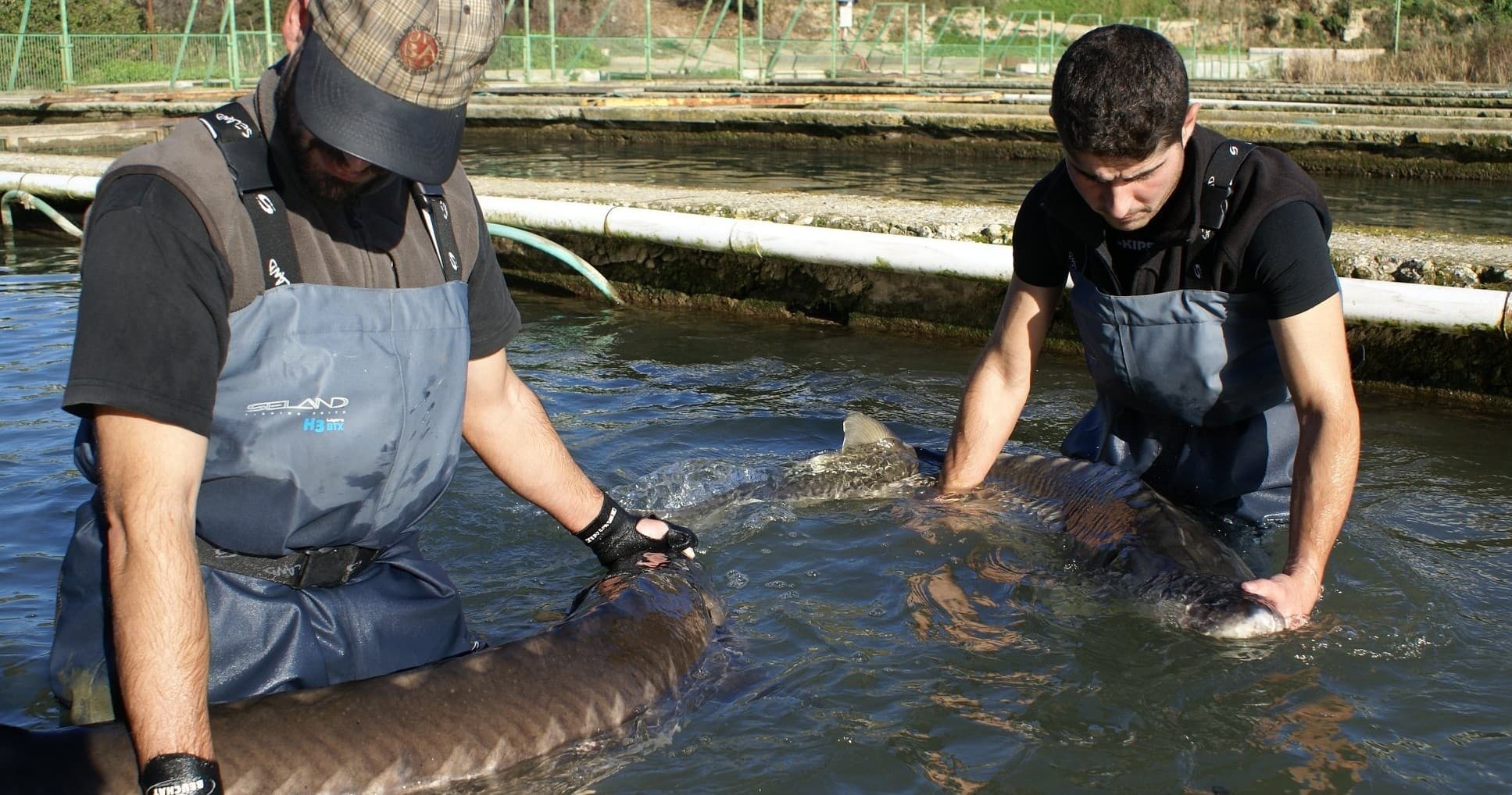 Sturgeon & Premium Caviar Tasting Tour