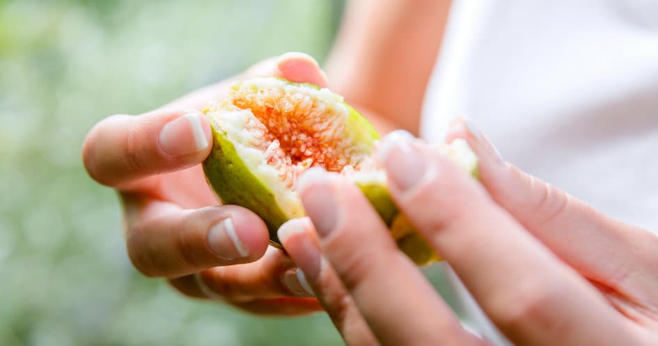 Organic Figs Farm Experience